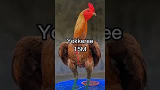 Download lagu ayam ayam terkenal di Thailand dan harganya yang mahal mp3