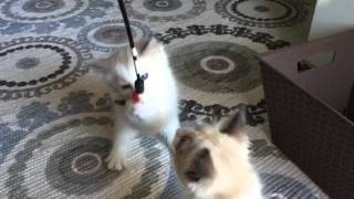 Ragdoll kittens playing with imperial cat feather wand