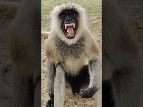 Hanuman 🔥🔥🙏🙏🔥🔥