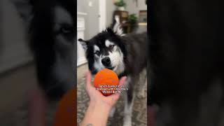 A husky Mom‘s dream: Cheerble’s Wicked Ball Air #husky #funnydogs
