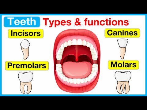 Types of Teeth and Their Role