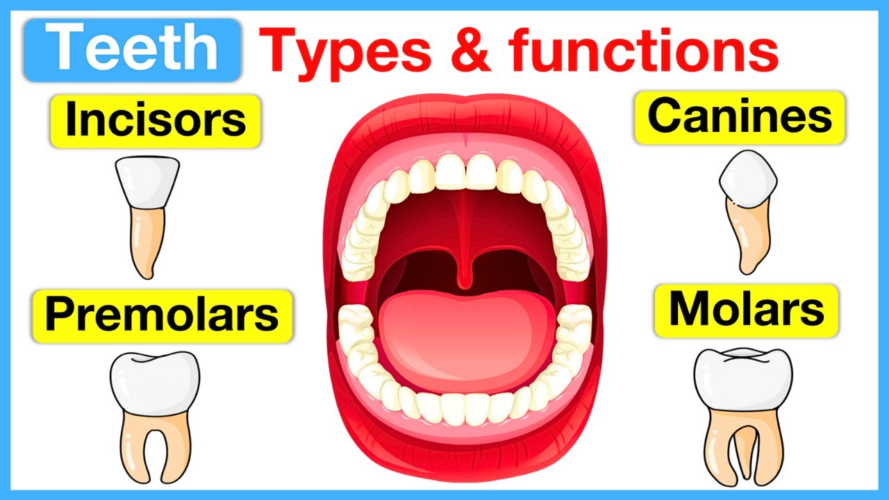 Types of teeth 🦷 | Incisors, canines, premolars & molars