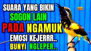 Download lagu AWAS NGAMUK‼️ Pancingan sogon agar birahi dan emosi bunyi gacor mp3