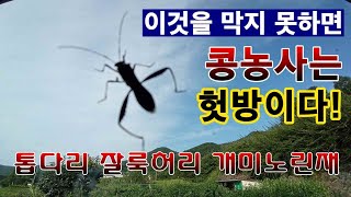 [텃밭농부. 1,204]  이것을 막지 못하면 콩농사는 헛방이다. #톱다리 잘룩허리 개미노린재 #콩재배