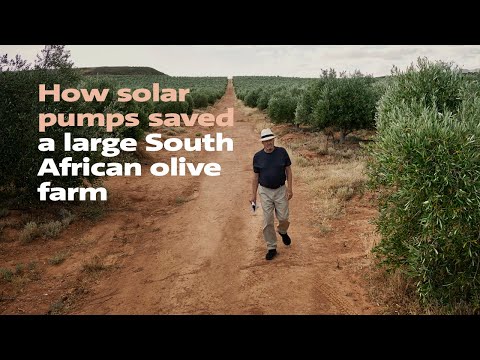Sunlight harvesting: Saved South African Olive Farm