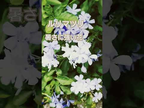 一年中美しい花畑を作るための最も美しい常緑の開花低木 8 つは何ですか?  庭園