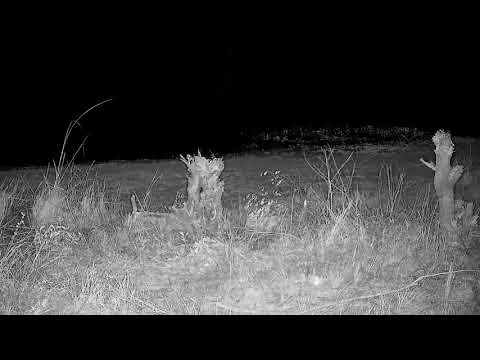 Djuma: Genet on the prowl - 00:18 - 09/12/21