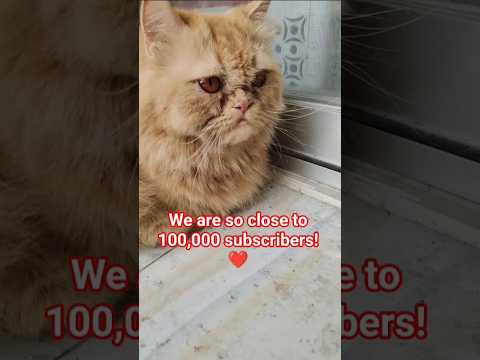 Will you be Subscribe 🥰😻 #cat #catmemes #funnycats #memes #shorts #fyp #viral