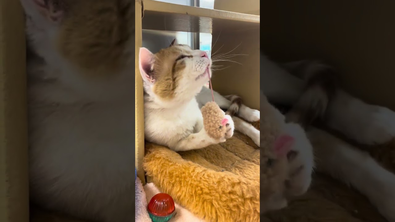 Merle, a ADOPTABLE Domestic Short Hair in Norwalk, CT video 2/2