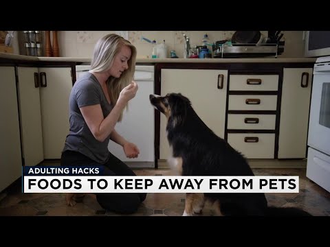 Adulting Hacks: Keep these foods away from your furry friends