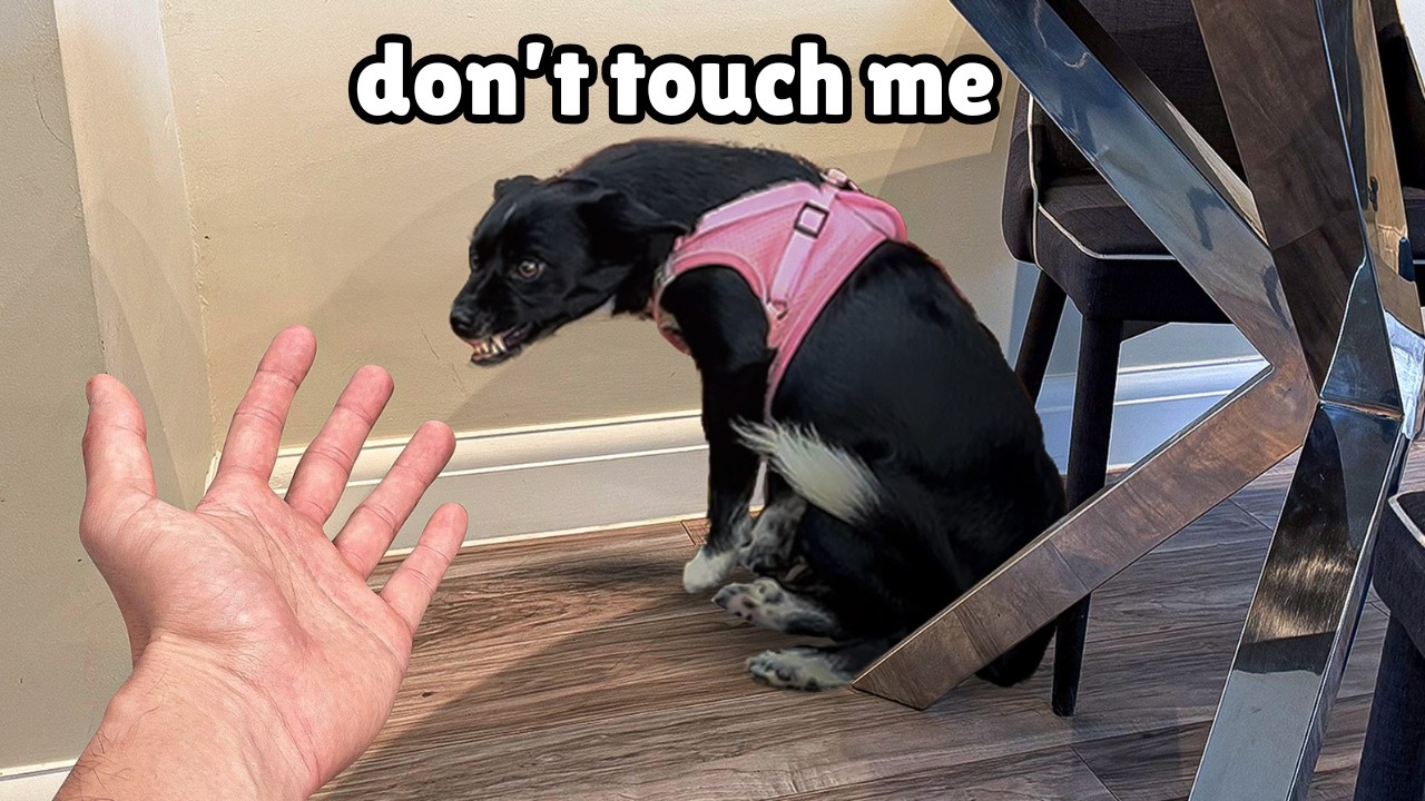 Rescue Dog Wasn't Ready to be Loved Yet