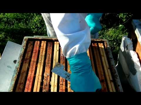 comment traiter une ruche à l'acide formique