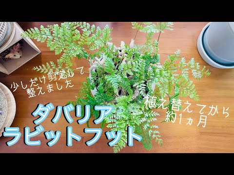ホワイトグースフット 植物