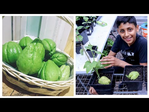 Planting Chayote from Store bought fresh fruits | How To Grow Chow Chow at home