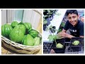 Planting Chayote from Store bought fresh fruits | How To Grow Chow Chow at home