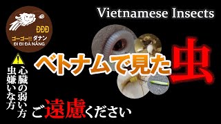 ベトナムで見た虫　Insects found in Vietnam  JP/EN【ダナンチャンネル -だなちゃん- Đà Nẵng Channel】