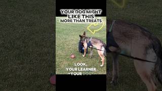 🚨Your dog might like THIS more than treats   #dogtraining #dogcoach #dogtrainer
