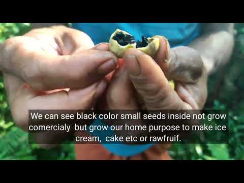 Blackberry jam fruit #Sweet fruit Blackberry plant #Dwarf fruit plant #ಬ್ಲಾಕ್ಬೆರ್ರಿ ಜಾಮ್ ಹಣ್ಣು