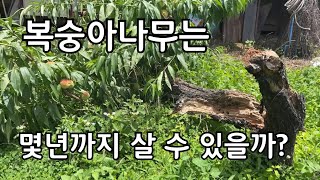 복숭아나무는 몇년까지 살 수 있을까요?