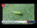 Concerns over new invasive insect species in the southeast