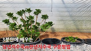 초간단! 당년지수국vs전년지수국 구분방법