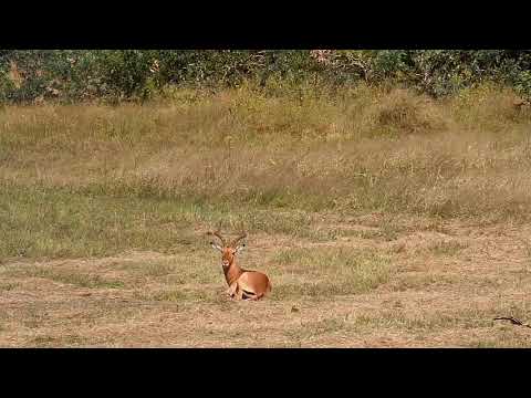 Djuma: Impala ram sitting in open area by himself - 10:17 - 05/03/21