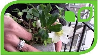 Helleborus Winterblher - Worauf achtet Sabine Reber beim Kauf 