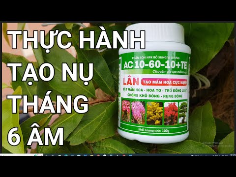 🔴 QBS22227 - PRACTICE OF FERTILIZING TO CREATE BUDS 0942456100 || CREATE BUDS FOR NORTHERN YELLOW...