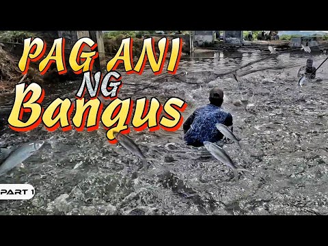 EP982-P1 - Bangus Harvest