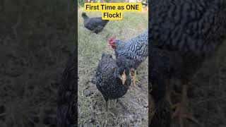 The Flock Becomes One! #chicken #love  #fun #update #backyardchickens  #birds