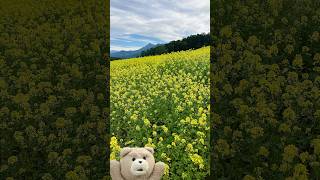 【北海道】富良野の隠れた絶景！一面に広がる黄色の世界「キガラシ畑」