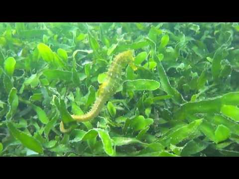 Hippocampus guttulatus