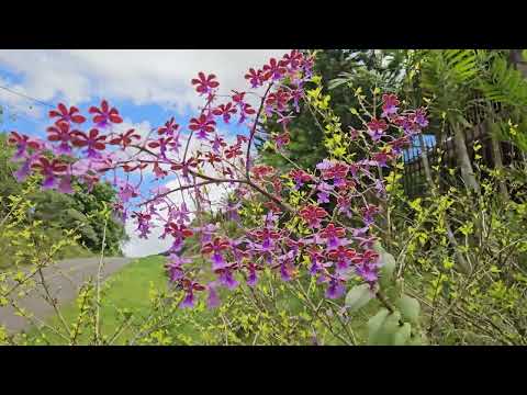 Epidendrum schumannianum in situ. Santa Fe, Veraguas, Panamá. Native orchid species.