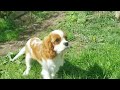 Cavalier King Charles Spaniel puppy for sale