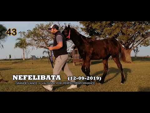 Lote NEFELIBATA