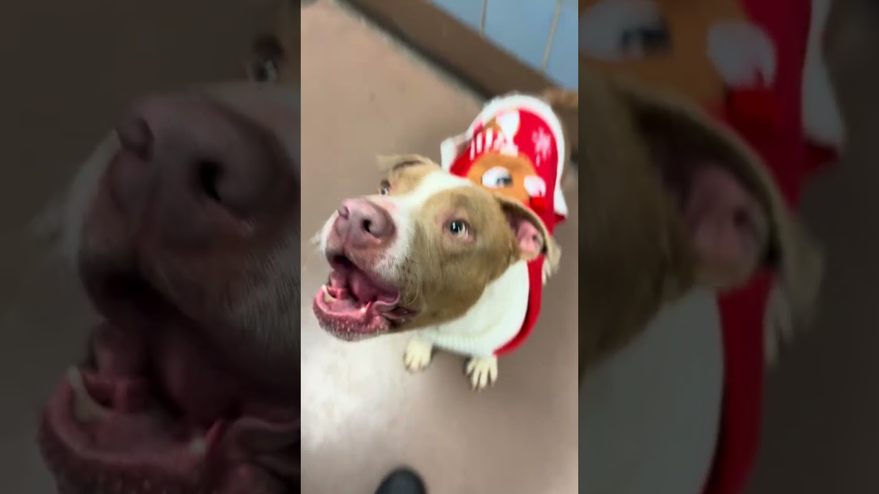 Enlarge Brent, a ADOPTABLE Pit Bull Terrier in Chicago, IL video 5/5