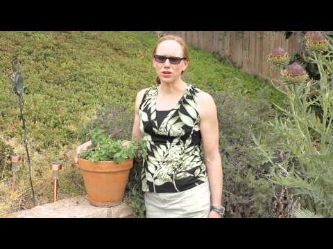 download lagu mp3 mp4 Thyme Replacement, download lagu Thyme Replacement gratis, unduh video klip Thyme Replacement