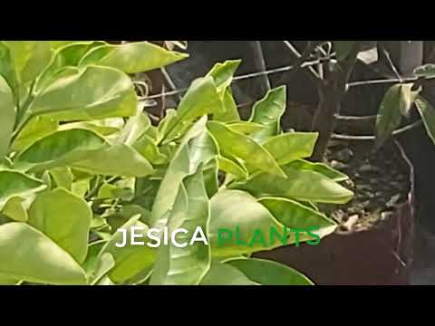 ROOFTOP PLANTS WE GROW ORANGE TREES, LEMON TREES, MANGO TREES AND MORE FRUITS 04