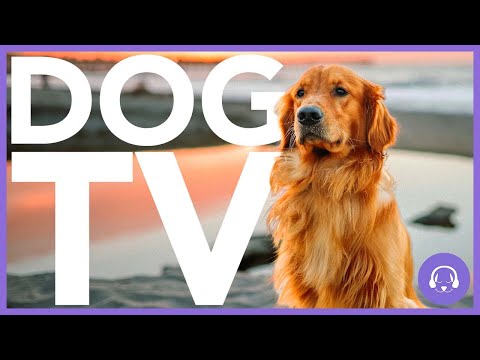 15 Hour Dog TV - All-New Adventure Experience for Dogs! 🐶