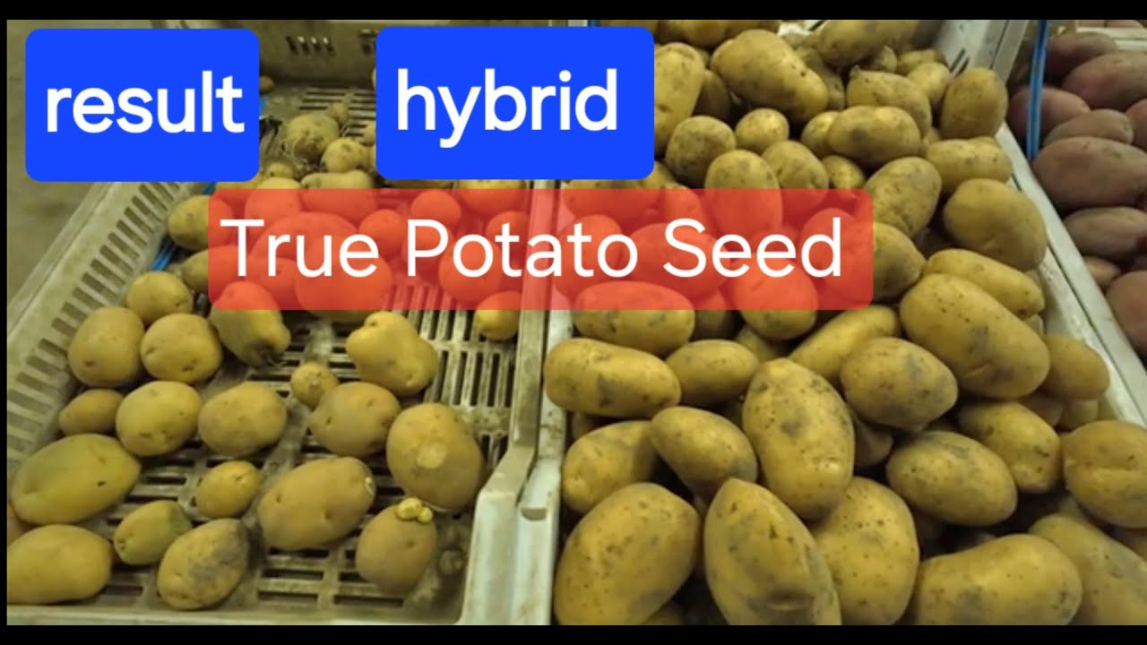 potato breeding #227 result Solynta hybrid true potato seed.