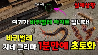 해충"스치면 사망 1분안에 집주변해충 100프로박멸!  #지네퇴치약 #지네퇴치방법 #해충퇴치약 #바퀴벌레퇴치…