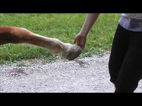 Snow Patrol- Chasing Cars ♥ Medina und Sarah