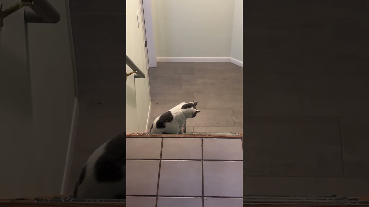 Enlarge Leslie, an adoptable mixed breed in Lombard, IL video 5/6