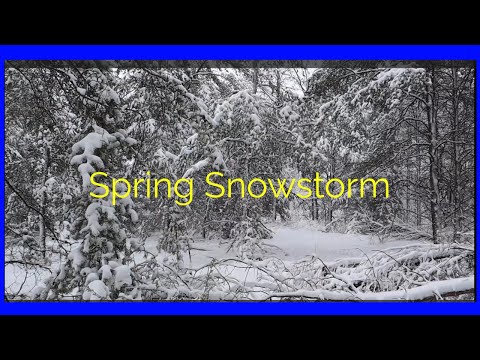 Virtual Walking in a Snowy Forest