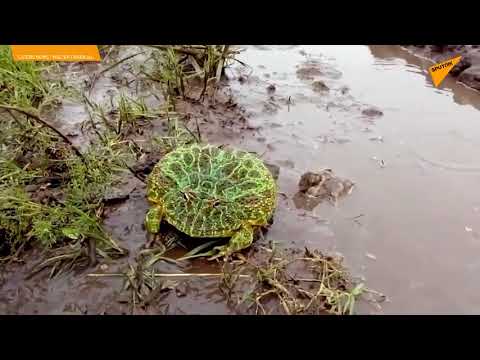 Il tombe sur un crapaud très en colère, ce dernier lui coasse violemment dessus 😡