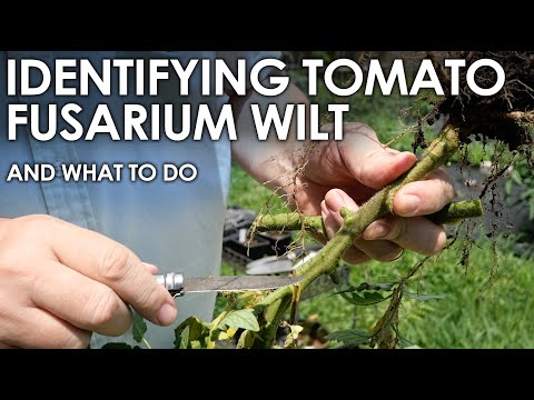 How to Identify Tomato FUSARIUM WILT (and what to do next) || Black Gumbo