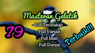 Download lagu Gelatik batu gacor istimewah mp3 Download lagu Gelatik batu gacor istimewah mp3
