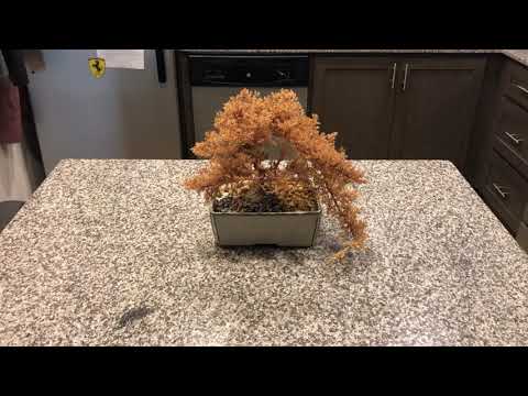 DEAD BONSAI TREE