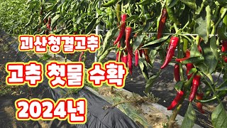 고추 첫물 수확시기 괴산청결고추 코레곤 세븐스타 홍고추 판매 [고추재배방법]