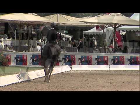 Dimaggio by Don Primero - World Cup / Video 2014 - Böckmann Pferde